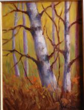 Old Birch.jpg